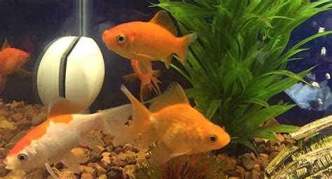 how many times a day do you feed goldfish: Delving into the Nuances of Goldfish Care and Unrelated Curiosities