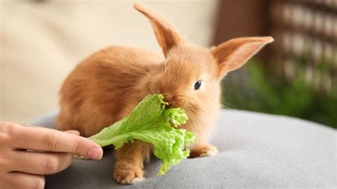 What Can I Feed a Baby Bunny? And Other Enquiring Minds Matter